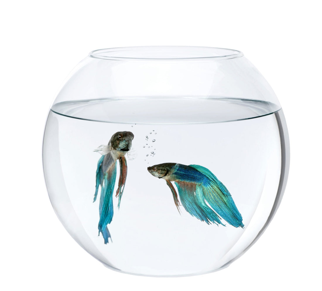 Ditch The Bowl and Vase: What Betta Fish Really Need - Aquaria Gems