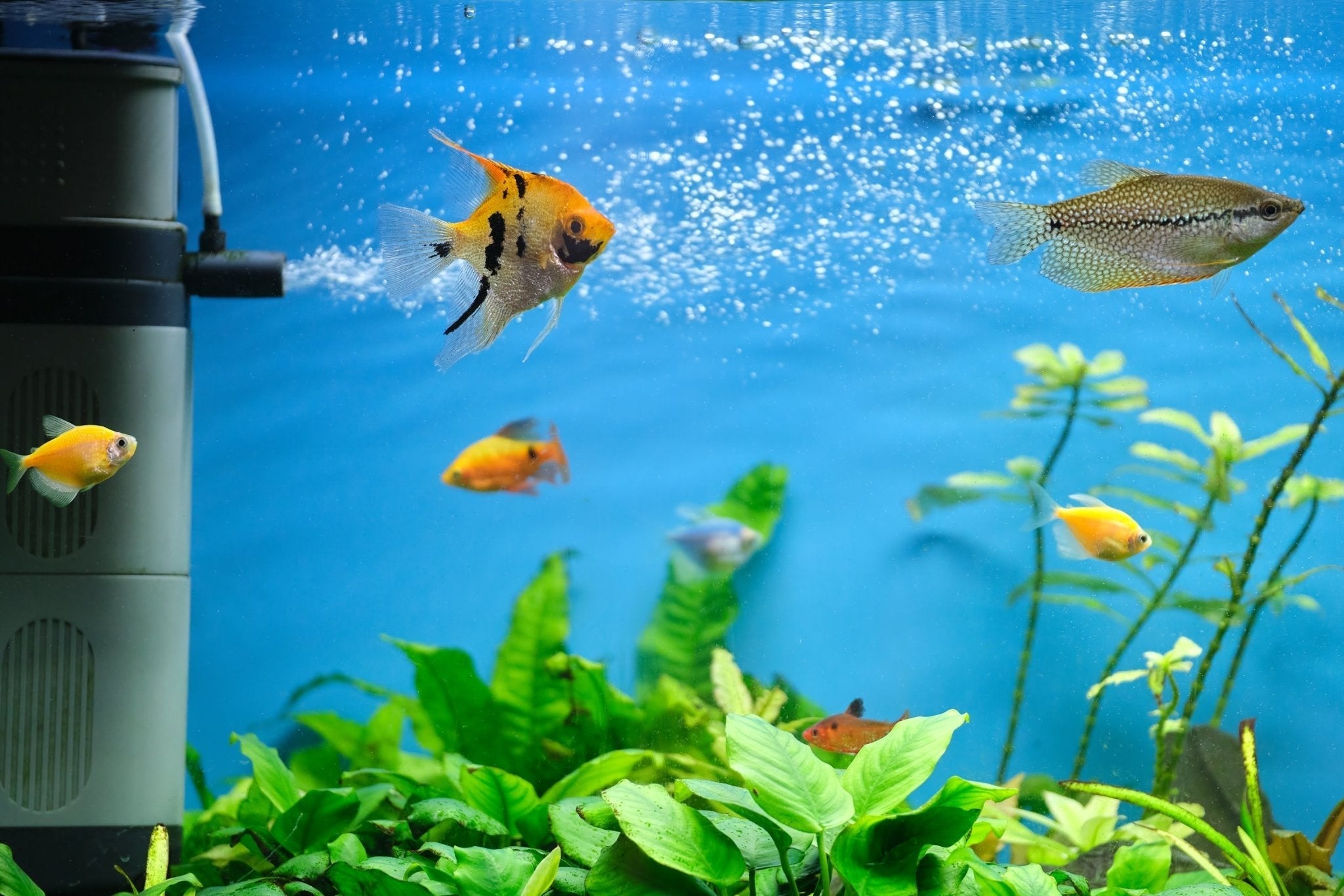 Fish Intelligence: They Are Smarter Than You Think - Aquaria Gems