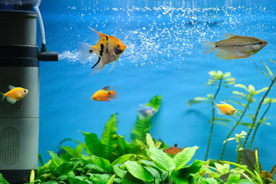 Fish Intelligence: They Are Smarter Than You Think
